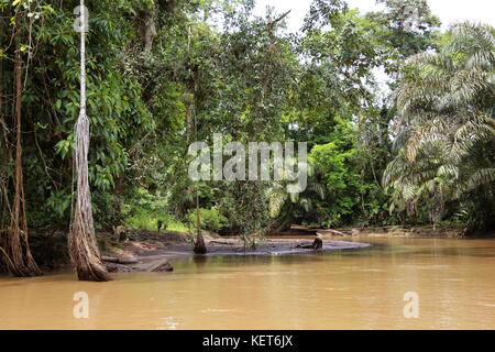 Rancho La Pavona in Tortuguero Fluss übertragen, Rio Suerte, Provinz Limón, Costa Rica, Karibik, Mittelamerika Stockfoto