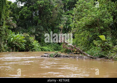 Rancho La Pavona in Tortuguero Fluss übertragen, Rio Suerte, Provinz Limón, Costa Rica, Karibik, Mittelamerika Stockfoto