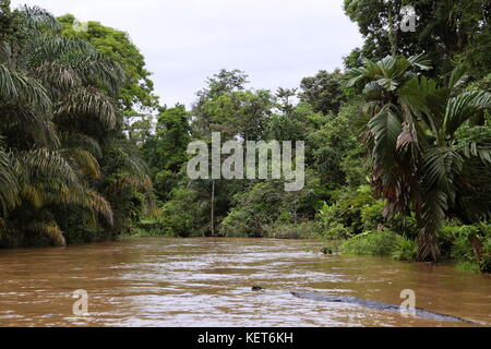 Rancho La Pavona in Tortuguero Fluss übertragen, Rio Suerte, Provinz Limón, Costa Rica, Karibik, Mittelamerika Stockfoto