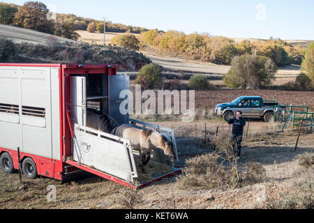 Tarpan Pferde Stockfoto