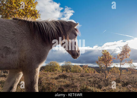 Tarpan Pferde, Wiedereinführung in Spanien Stockfoto