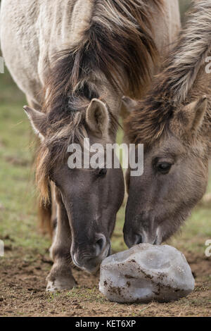 Tarpan Pferde, Wiedereinführung in Spanien Stockfoto