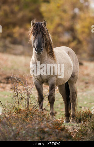 Tarpan Pferde, Wiedereinführung in Spanien Stockfoto