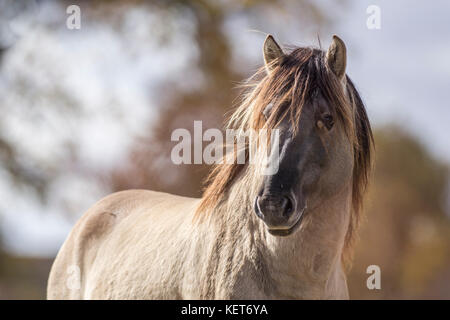 Tarpan Hengst Stockfoto