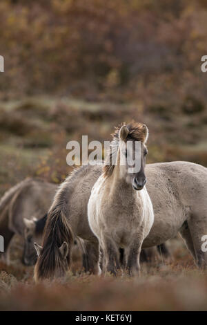 Tarpan Pferde, Wiedereinführung in Spanien Stockfoto