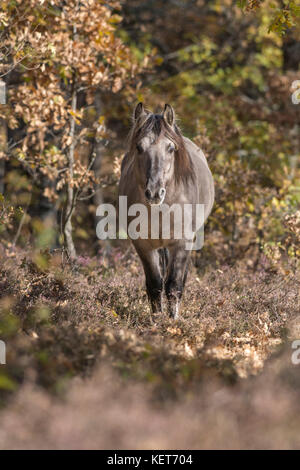 Tarpan Pferde, Wiedereinführung in Spanien Stockfoto