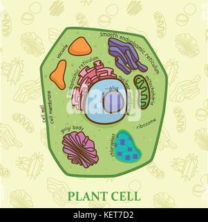 Bildung Diagramm der Biologie der Pflanzenzelle, Diagramm Stock Vektor