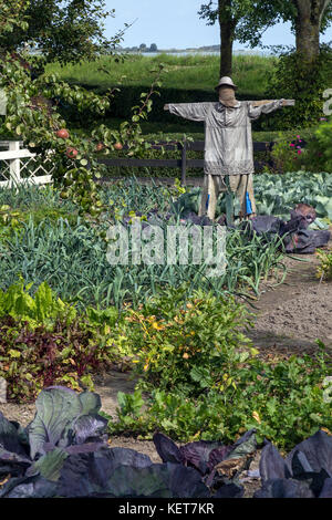 Vogelscheuche in einem Gemüsefleck in einem Hüttengarten in den Niederlanden. Stockfoto