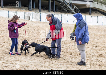 Hundespaziergängen - Menschen, die mit ihren Hunden am Fistral Beach Newquay spazieren. Stockfoto