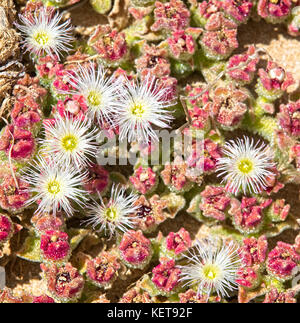 Mesembryanthemum crystallinum (kristalline ice-Werk) wachsende an einem Sandstrand, Marrakesch, Marokko. Stockfoto