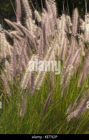 Zierpflanzen Grassamen Köpfe, Backlit, Marokko. Stockfoto