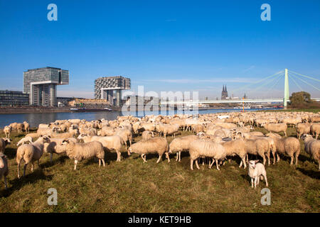 Deutschland, Köln, Schafe auf den Rheinwiesen im Landkreis Deutz, die Kranehäuser im Rheinauer Hafen, im Hintergrund der Dom und Stockfoto