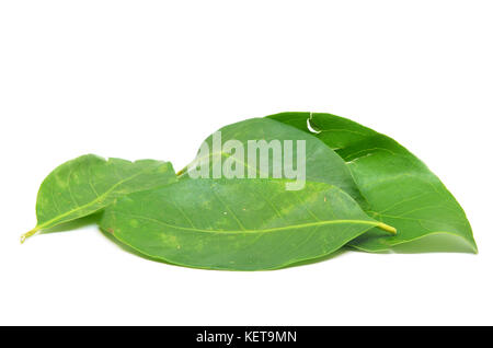 Daun salam Wie die indonesische Lorbeerblätter bekannt Stockfoto