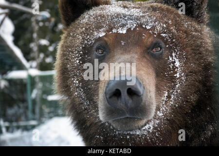 Fang eines braunen Bären im Schnee. Neugierig Tier Suchen. Konzentrieren Sie sich auf die Augen Stockfoto