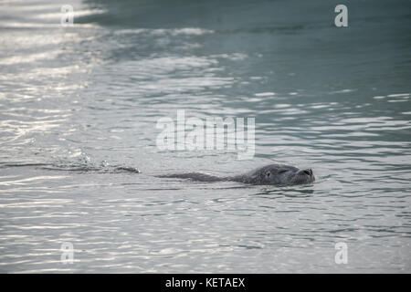 Dichtungen schwimmen um in Gletscherlagune Jökulsárlón, Island Stockfoto