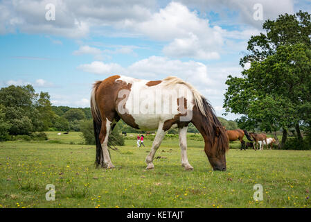 Ein New Forest Pony in den New Forest National Park, Hampshire, England, Großbritannien Stockfoto