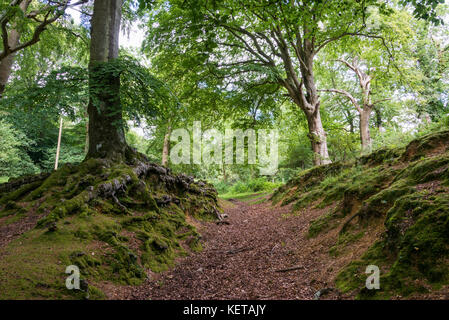 Alten Wald in Burley in den New Forest, Hampshire, England, Großbritannien Stockfoto