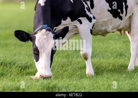 Nahaufnahme eines schwarzen und weißen niederländischen Kuh, die Beweidung in ein Feld im Sommer. Stockfoto