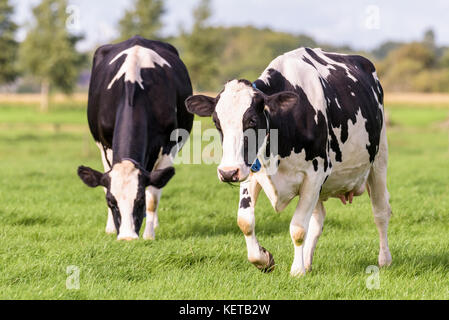 Zwei niederländische schwarze und weiße Kühe grasen in einem Feld im Sommer. Stockfoto