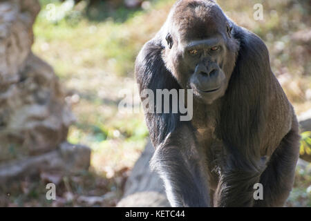 Westlicher Flachlandgorilla mandara im Freien an den National Zoo, Washington, DC. Stockfoto