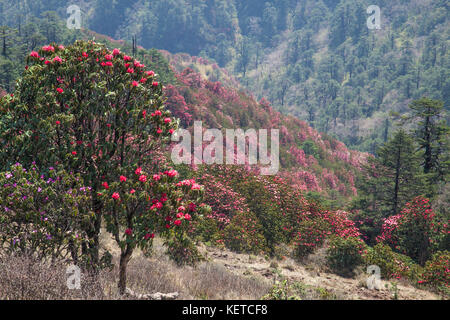 Bunte Bäume während der Blüte in der sandakphu singalila Nationalpark Grenze Indien Nepal Asien Stockfoto