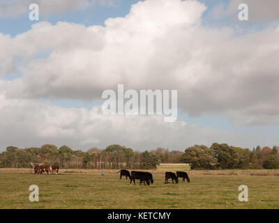 Atemberaubende braunen und schwarzen Kühe auf der Weide grasen Molkerei, Essex, England, Großbritannien Stockfoto