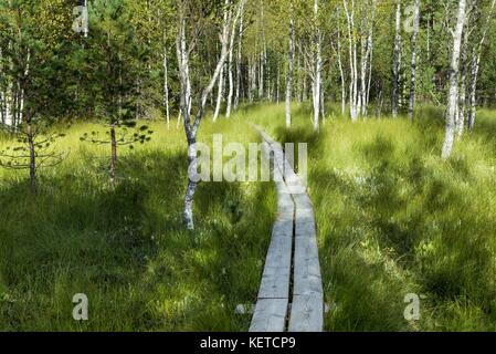 Weg durch junge Birke Wald auf der Feder Stockfoto