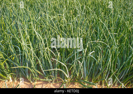 Zwiebeln werden bei Sonnenuntergang für die dehydrierte Lebensmittelindustrie eingesetzt. Badajoz, Spanien Stockfoto