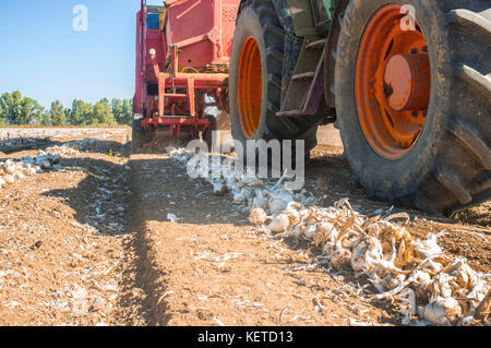 Tractor Pulling eine Zwiebel Harvester. Badajoz, Ciudad Real, Spanien Stockfoto