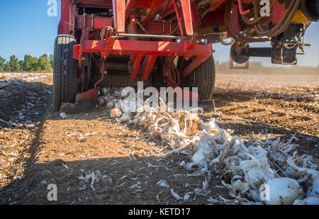 Zwiebelhäcksler bei der Arbeit. Blick auf den Boden. Badajoz Guadiana Meadows, Spanien Stockfoto