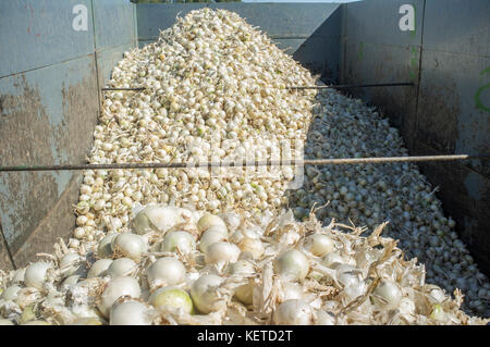 Anhänger mit weißen Zwiebeln zur Erntezeit. Badajoz, Spanien Stockfoto