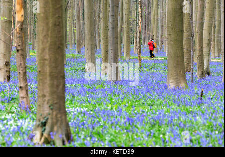 Wanderer wandern zwischen Baumstämmen der Sequoia-Bäume und blühenden Blauballen im Hallerbos-Wald Halle Belgien Europa Stockfoto