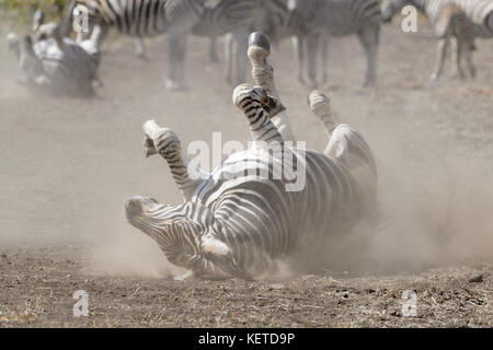 Ebenen Zebras (Equus quagga) Rollen in den Staub auf der Savanna, Krüger Nationalpark, Südafrika Stockfoto