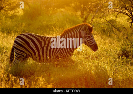 Ebenen Zebras (Equus quagga) mit Hintergrundbeleuchtung auf Savanne bei Sonnenaufgang, Krüger Nationalpark, Südafrika Stockfoto