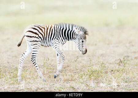 Ebenen Zebras (Equus quagga) Fohlen zu Fuß auf der Savanna, Krüger Nationalpark, Südafrika Stockfoto