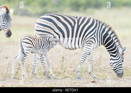 Ebenen Zebras (Equus quagga) Fohlen trinken mit Mutter auf der Savanna, Krüger Nationalpark, Südafrika Stockfoto