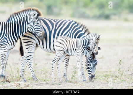 Ebenen Zebras (Equus quagga) Fohlen lehnte sich gegen Mutter auf Savanne, Krüger Nationalpark, Südafrika Stockfoto