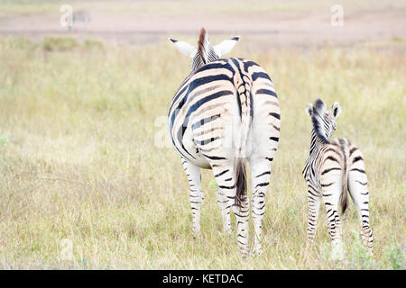 Ebenen Zebras (Equus quagga) Mutter und Fohlen Savanne, von hinten gesehen, Krüger Nationalpark, Südafrika Stockfoto