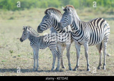 Ebenen Zebras (Equus quagga) Mutter und Fohlen mit Familie auf der Savanne, Krüger Nationalpark, Südafrika Stockfoto