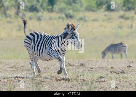 Ebenen Zebras (Equus quagga) auf Savanne, Krüger Nationalpark, Südafrika Stockfoto