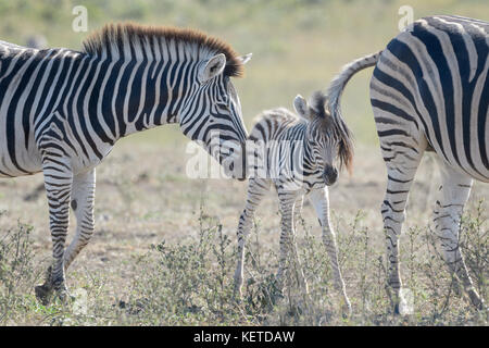 Ebenen Zebras (Equus quagga) Fohlen zwischen Mutter und Familie auf der Savanne klemmt, Krüger Nationalpark, Südafrika Stockfoto