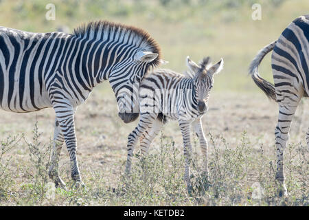 Ebenen Zebras (Equus quagga) Fohlen der Mutter gedrängt, Krüger Nationalpark, Südafrika Stockfoto