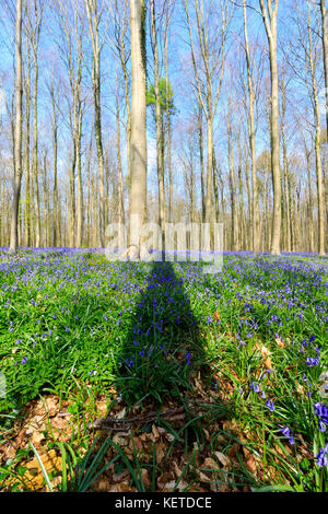 Blauer Himmel an den Sequoia Bäumen umrahmt von den lila Teppich blühenden Glockenblumen im Hallerbos Wald Halle Belgien Europa Stockfoto