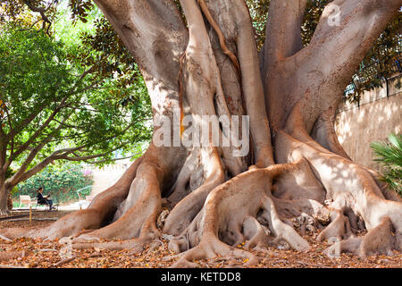 Giant ficus Baum (Ficus macrophylla) im Garten der Misericordia. Palma de Mallorca, Spanien Stockfoto