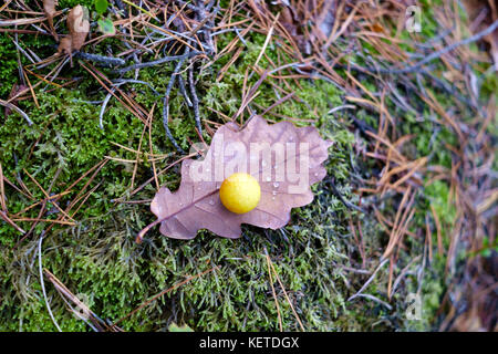 Eiche Apple on Oak Leaf Stockfoto