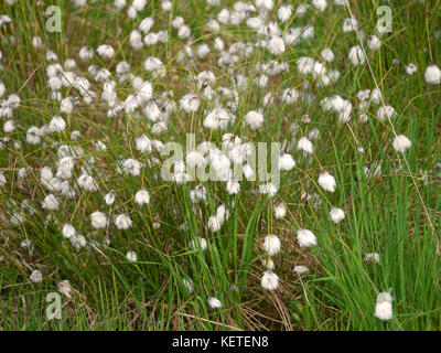 Saatgut Kopf von Hare-tail Wollgras Stockfoto