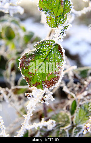 Ein dornbusch Blatt gesäumt mit Eiskristallen. Stockfoto