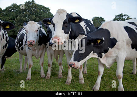 Eine Gruppe der friesischen Rindern in Wiltshire. Stockfoto