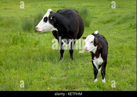 Eine schwarze Hereford Rind und Kalb in ein Feld in Wiltshire. Stockfoto