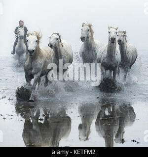 Camargue Pferde (Equus caballus), gallopping durch Wasser in der Nähe von Saintes-Marie-de-la-Mer, Camargue, Frankreich, Europa Stockfoto